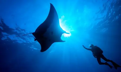 Dive Master